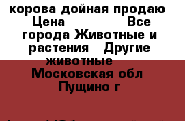 корова дойная продаю › Цена ­ 100 000 - Все города Животные и растения » Другие животные   . Московская обл.,Пущино г.